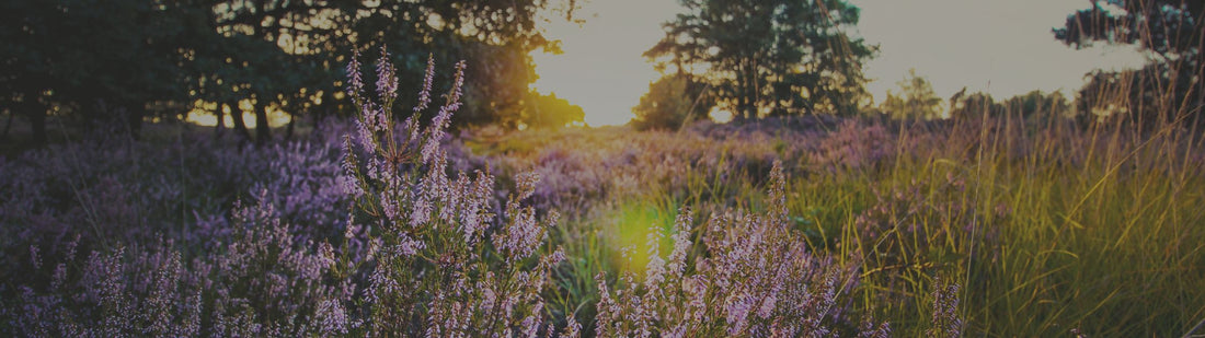 SEEN IN THE SMALL MOMENTS: Galatians 6:9